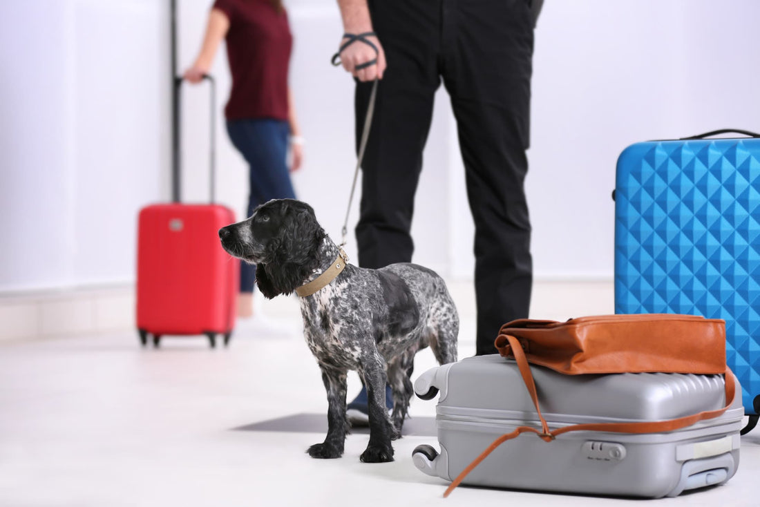 A dog on a leash standing next to luggage at the airport with its owner.