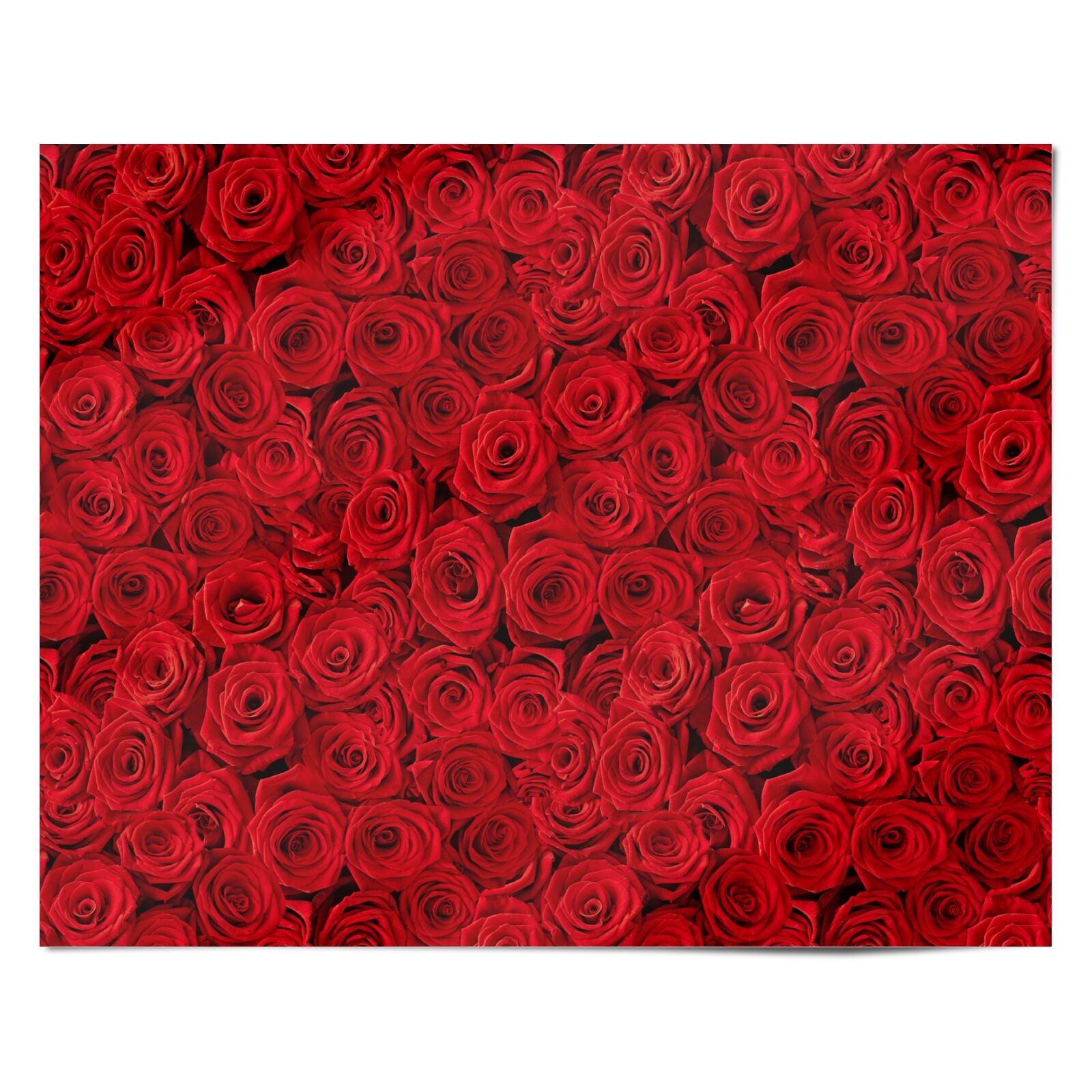 Red Rose Personalised Wrapping Paper Alternative