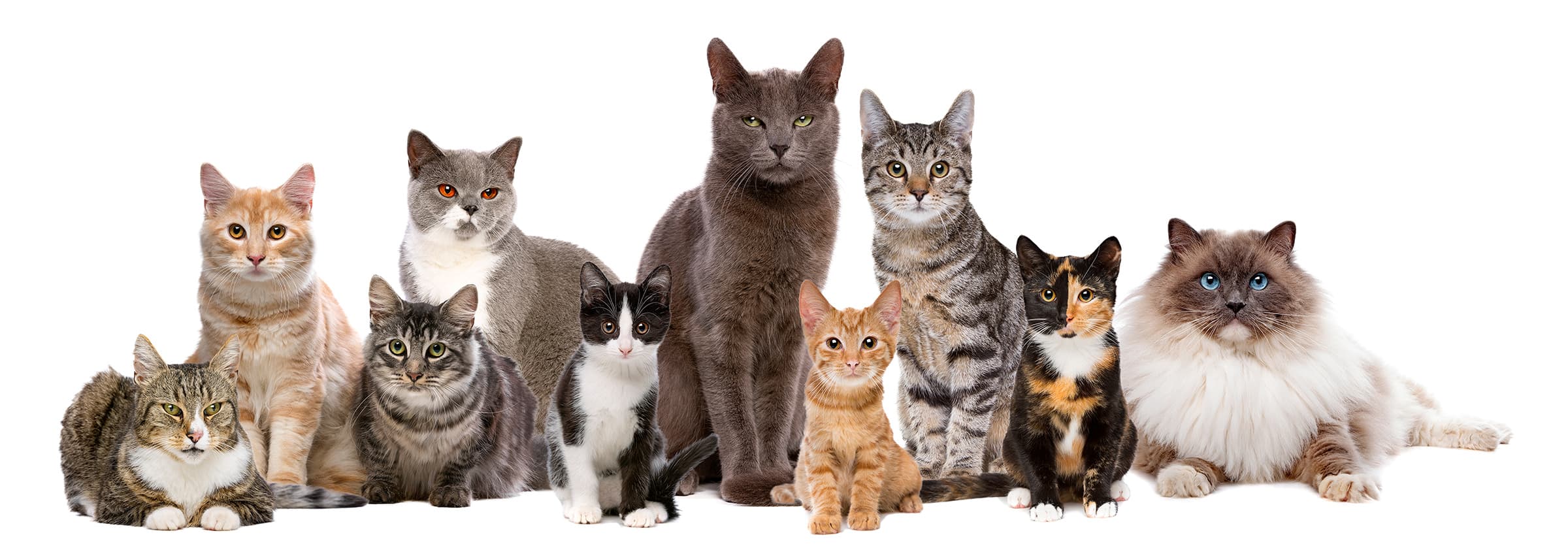 Personalised gifts for cat breeds