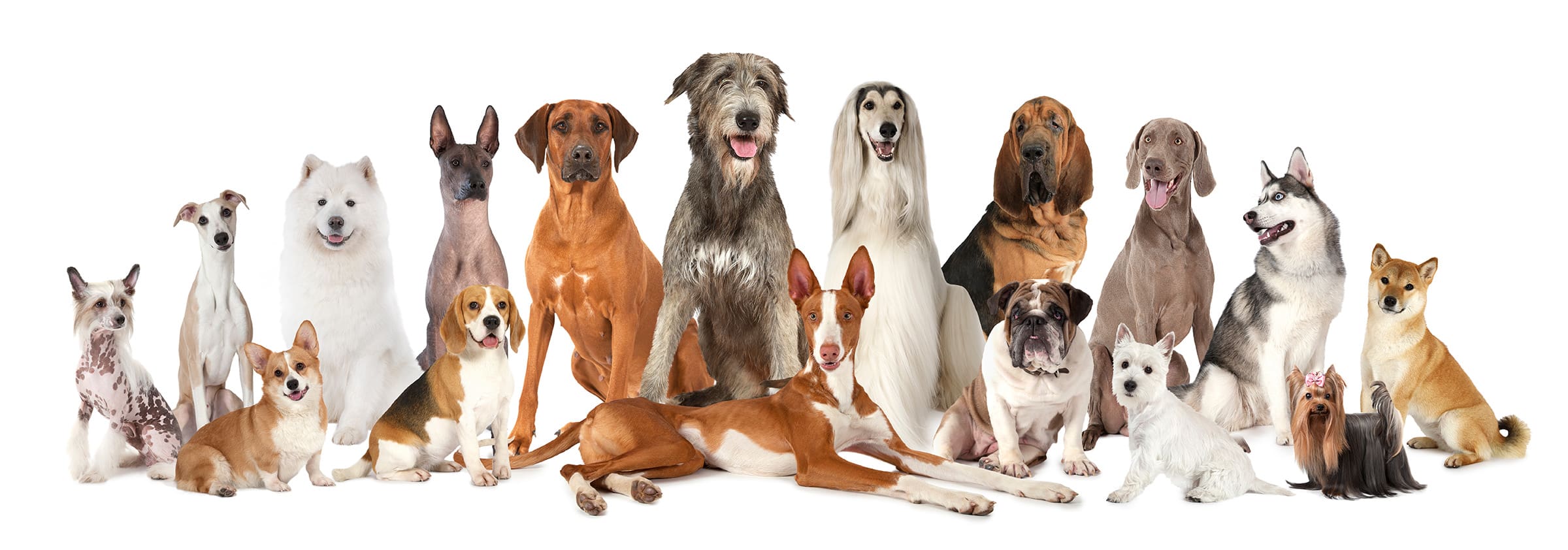 Personalised gifts for dog breeds